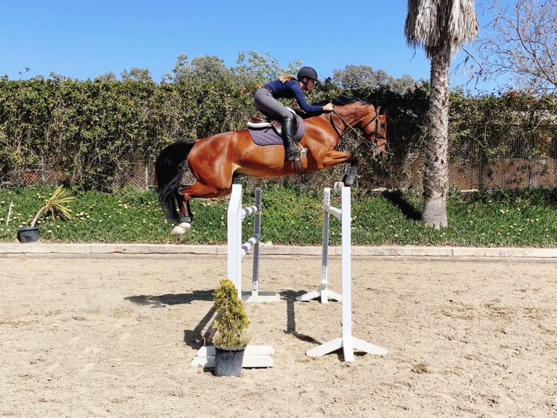 Rider clearing a vertical with a bay show jumper on a sunlit outdoor arena