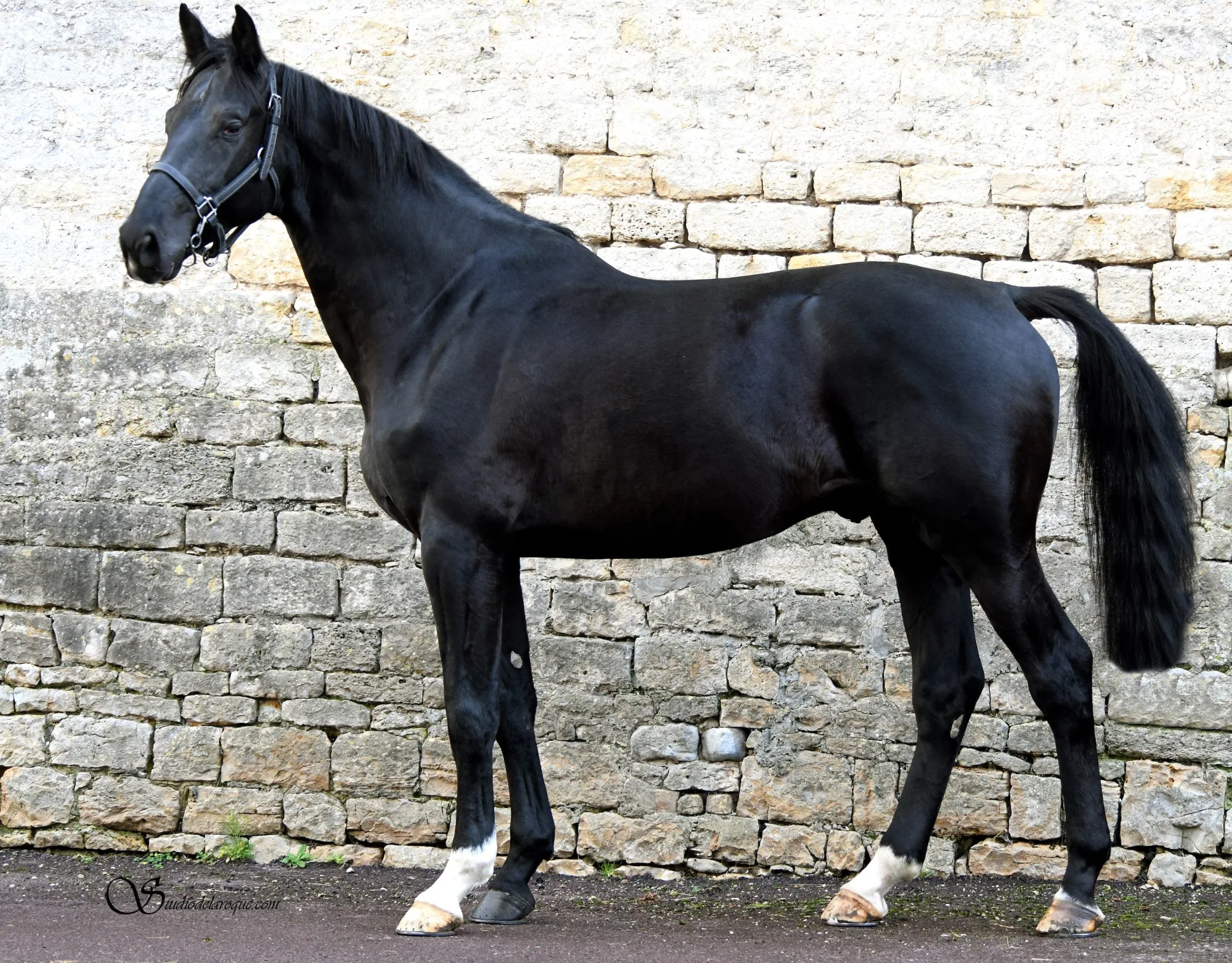 DON DI AREZZO Z