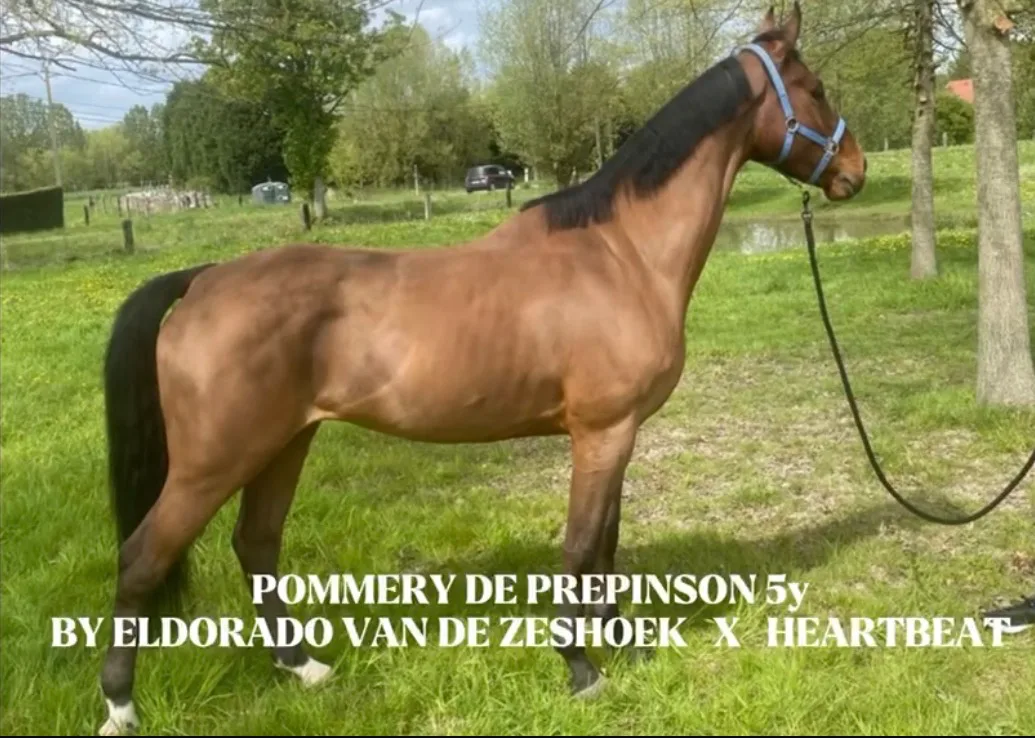 POMMERY